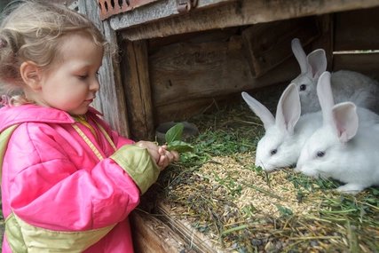 A small child in a pink coat carefully feeds green leaves to two white and one light grey rabbit inside a rustic wooden farm hutch, highlighting a lovely children's farm experience.