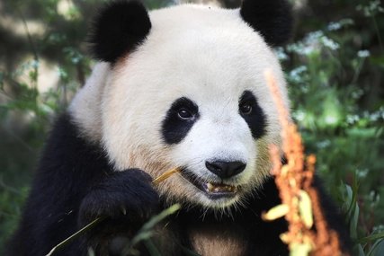 Giant panda calmly eating bamboo stalks amidst vibrant green foliage at Berlin Zoo.