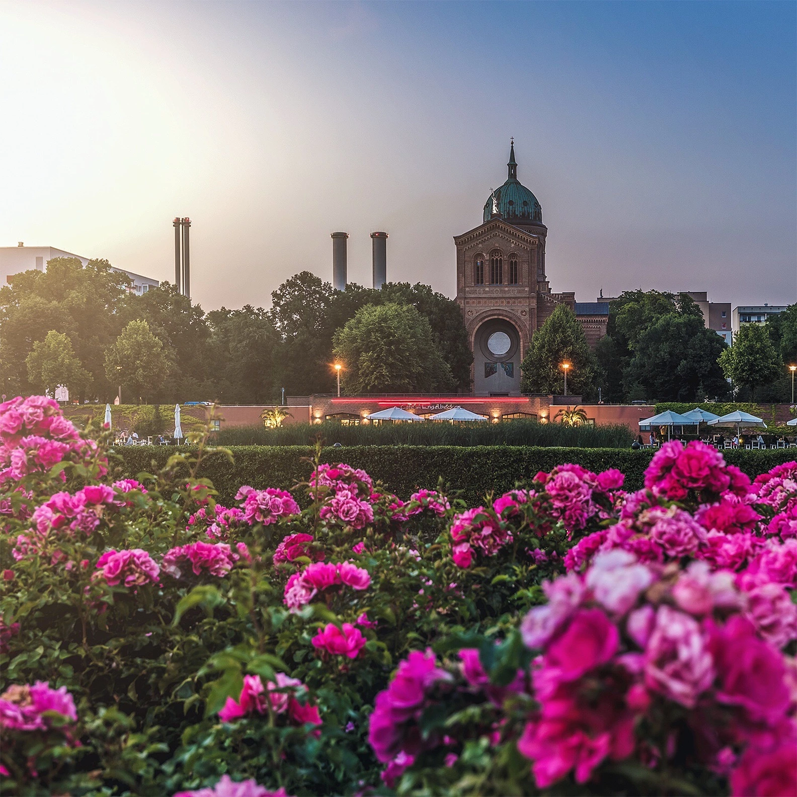 Vibrant pink roses in the foreground of Café am Engelbecken's outdoor terrace, offering a scenic view of Berlin's St. Michael's Church for coffee by the Engelbecken.